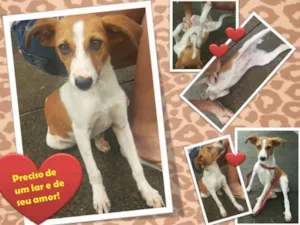 Cachorro raça srd idade 2 a 6 meses nome Vitória 