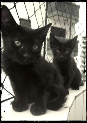 Gato raça Não definida idade 2 a 6 meses nome Bebês 