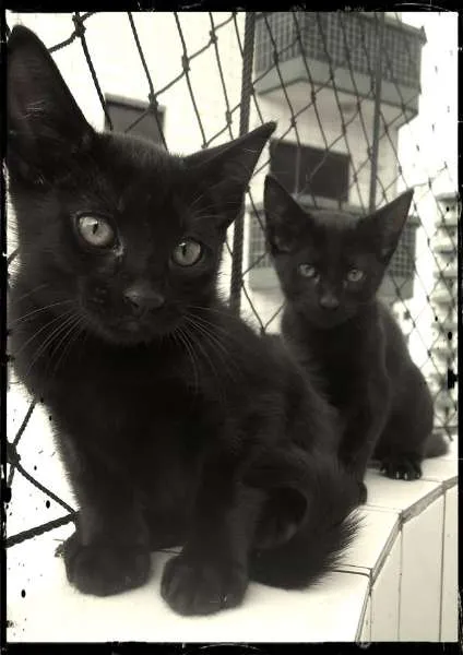 Gato raça Não definida idade 2 a 6 meses nome Bebês 