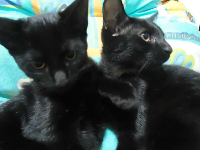 Gato raça Não definida idade 2 a 6 meses nome Bebês 