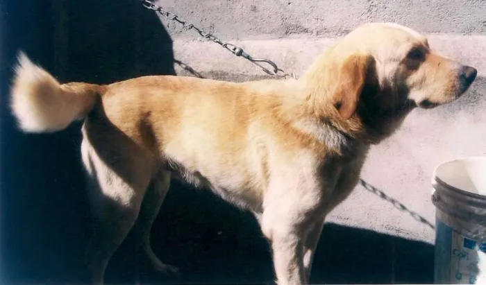 Cachorro ra a Labrador Retrivier idade 2 anos nome Baloo