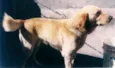 Baloo