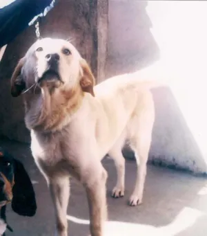 Cachorro raça Labrador Retrivier idade 2 anos nome Baloo