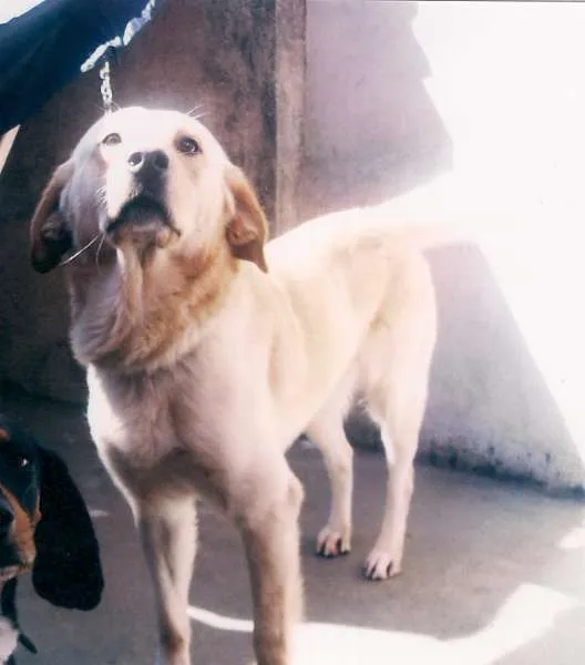Cachorro ra a Labrador Retrivier idade 2 anos nome Baloo