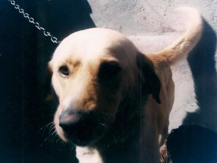 Cachorro ra a Labrador Retrivier idade 2 anos nome Baloo