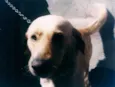 Baloo