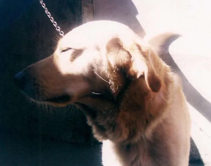 Cachorro ra a Labrador Retrivier idade 2 anos nome Baloo