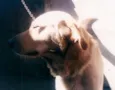 Baloo