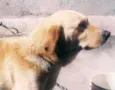 Balú