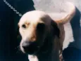 Balú