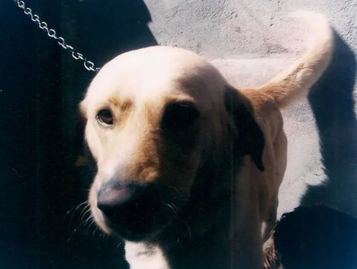 Cachorro ra a Labrador idade 2 anos nome Balú
