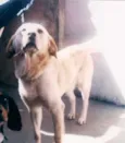 Balú