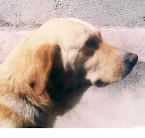 Cachorro raça Labrador idade 2 anos nome Balú