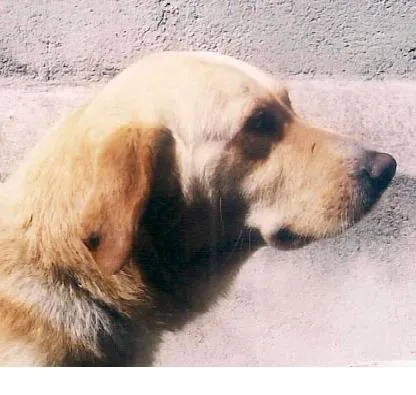 Cachorro ra a Labrador idade 2 anos nome Balú