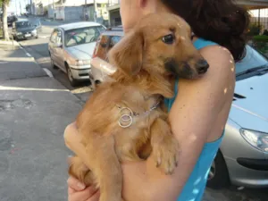 Cachorro raça SRD idade 7 a 11 meses nome Benny