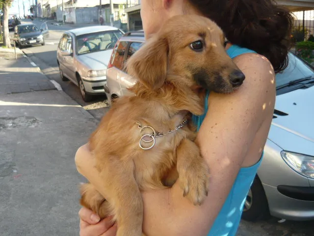 Cachorro ra a SRD idade 7 a 11 meses nome Benny