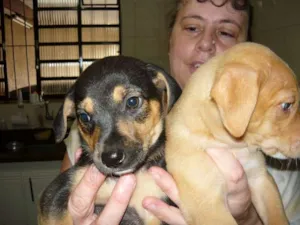 Cachorro raça srd idade 2 a 6 meses nome Duda