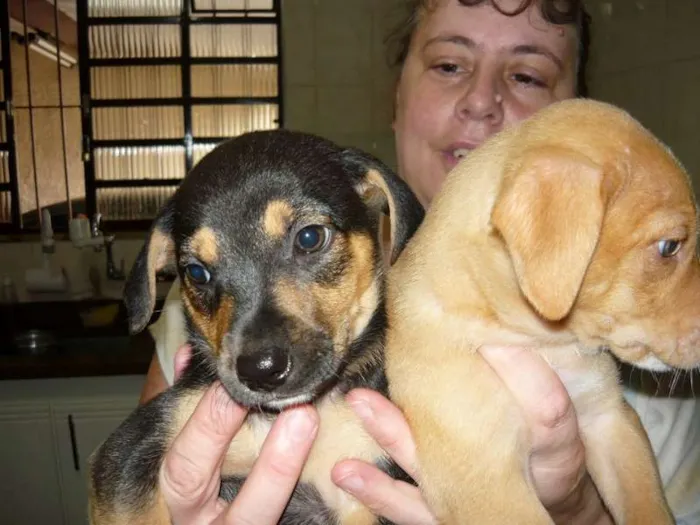 Cachorro ra a srd idade 2 a 6 meses nome Duda