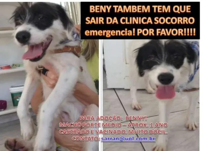 Cachorro ra a SRD idade 1 ano nome Beny