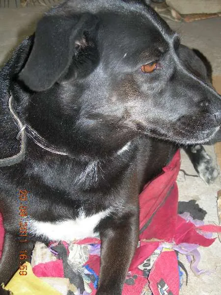 Cachorro ra a SRD idade 6 ou mais anos nome Pretinha