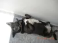 Pretinha