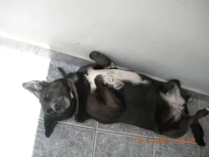 Cachorro raça SRD idade 6 ou mais anos nome Pretinha