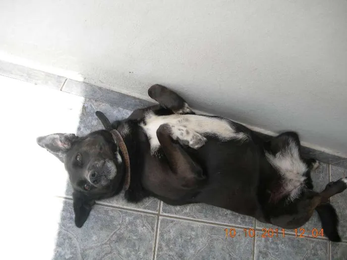 Cachorro ra a SRD idade 6 ou mais anos nome Pretinha