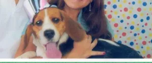 Cachorro raça BEAGLE idade 3 anos nome DOKI