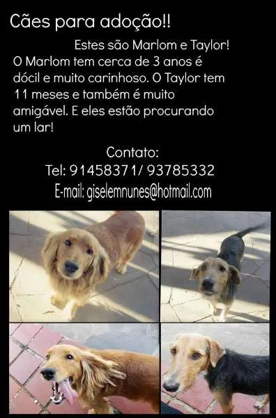 Cachorro ra a Cocker / Vira lata idade 3 anos nome Marlom e Taylor