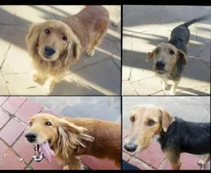 Cachorro raça Cocker / Vira lata idade 3 anos nome Marlom e Taylor