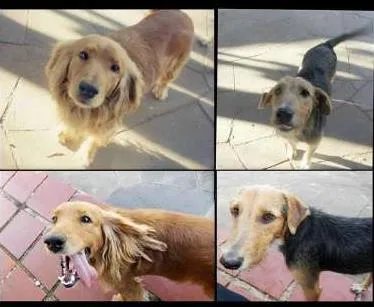Cachorro ra a Cocker / Vira lata idade 3 anos nome Marlom e Taylor