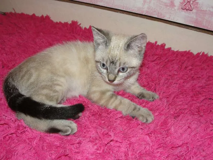 Gato ra a SRD idade Abaixo de 2 meses nome Sem nome