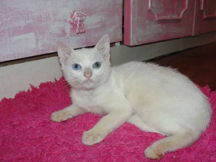Gato ra a SRD idade Abaixo de 2 meses nome sem nome