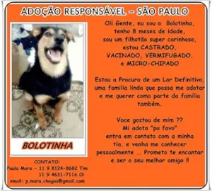 Cachorro raça SRD idade 7 a 11 meses nome BOLOTINHA