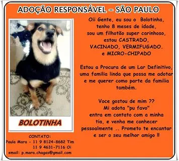 Cachorro raça SRD idade 7 a 11 meses nome BOLOTINHA