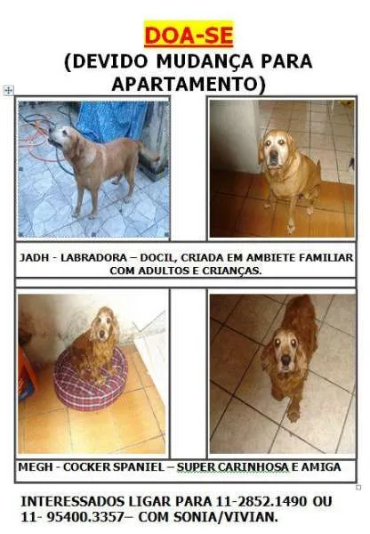 Cachorro ra a Labrador e Cocker idade 2 anos nome Labradora e Cocker
