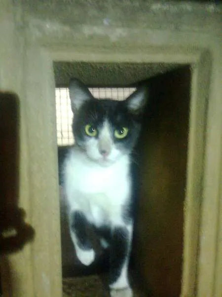 Gato ra a SRD idade 7 a 11 meses nome Mimi