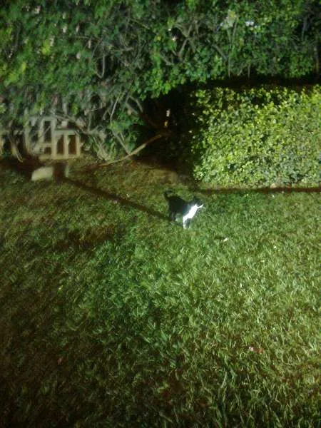 Gato ra a SRD idade 7 a 11 meses nome Mimi