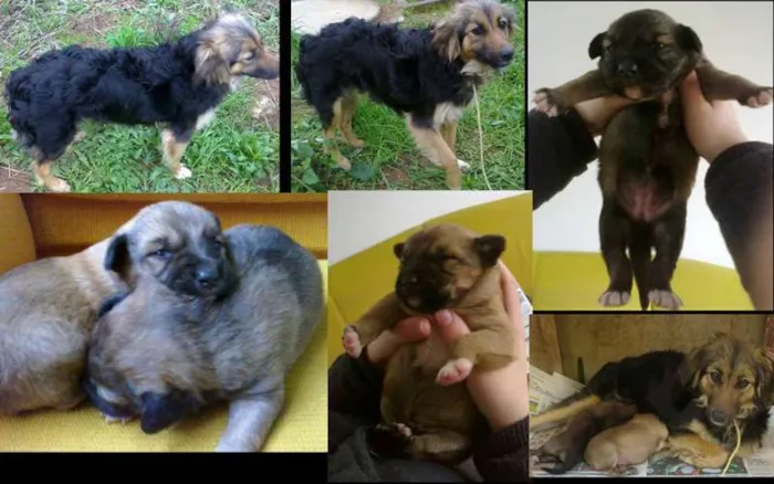 Cachorro ra a vira-lata idade Abaixo de 2 meses nome Cãezinhos