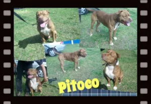 Cachorro raça Pit-Bull idade 4 anos nome PITOCO