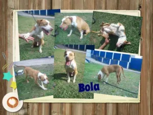 Cachorro raça Pit-Bull idade 5 anos nome BOLA