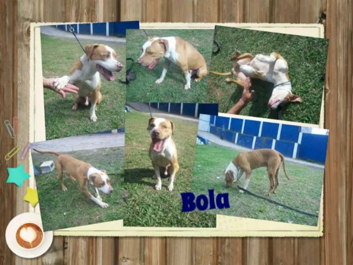 Cachorro ra a Pit-Bull idade 5 anos nome BOLA