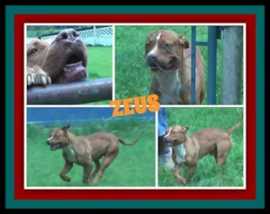 Cachorro raça Pit-Bull idade 2 anos nome ZEUS