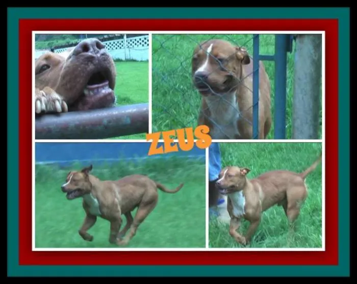 Cachorro ra a Pit-Bull idade 2 anos nome ZEUS