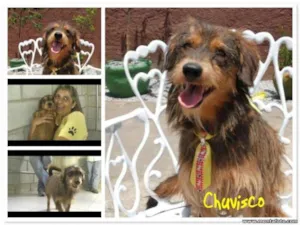 Cachorro raça SRD idade 4 anos nome CHUVISCO