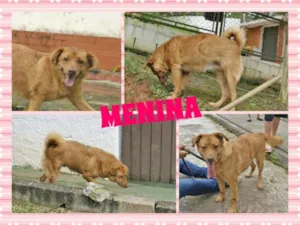 Cachorro raça SRD idade 5 anos nome MENINA