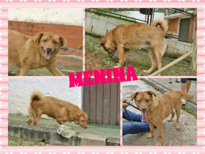 Cachorro ra a SRD idade 5 anos nome MENINA