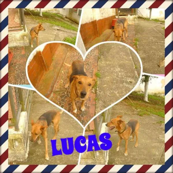 Cachorro raça SRD idade 3 anos nome LUCAS