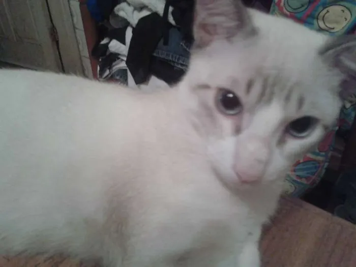 Gato ra a srd idade 7 a 11 meses nome Diego e Arthur