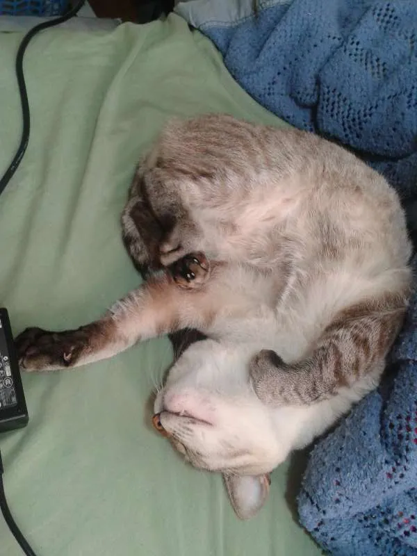 Gato ra a srd idade 7 a 11 meses nome Diego e Arthur
